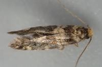 Triaxomasia caprimulgella