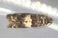 Epiblema graphana