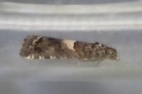 Epiblema graphana