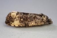 Endothenia marginana