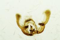 Endothenia marginana