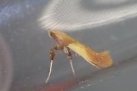 Caloptilia robustella