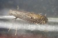 Parornix fagivora