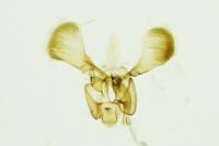 Parornix fagivora