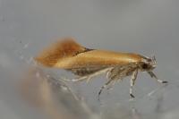 Batia lunaris
