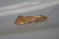Metalampra italica