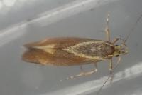 Metalampra italica