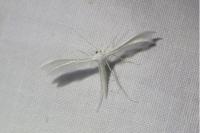 Pterophorus pentadactylus