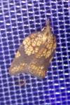 Acleris rhombana