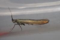 Coleophora alcyonipennella