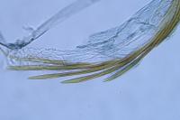 Coleophora alcyonipennella