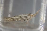 Coleophora zelleriella