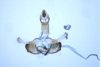 Coleophora zelleriella