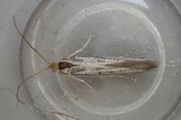 Coleophora zelleriella