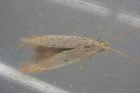 Coleophora flavipennella