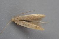 Coleophora flavipennella