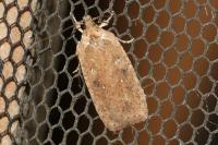 Agonopterix scopariella