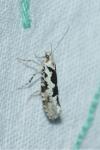 Ypsolopha sequella