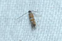 Phyllonorycter lautella