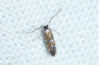 Phyllonorycter lautella