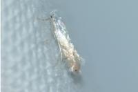 Phyllonorycter