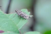 Teleiopsis diffinis