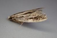 Agnathosia mendicella