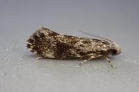 Dryadaula heindeli