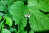 Acleris variegana