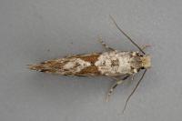 Nemaxera betulinella