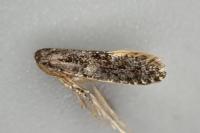 Monopis weaverella