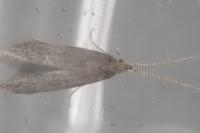 Coleophora coracipennella