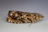 Enarmonia formosana