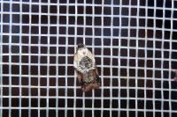 Acleris variegana