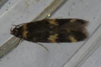 Oegoconia