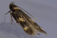 Oegoconia