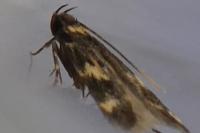 Oegoconia