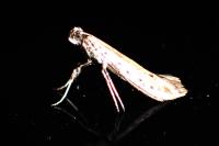 Aspilapteryx tringipennella
