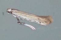 Aspilapteryx tringipennella