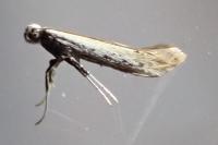 Aspilapteryx tringipennella