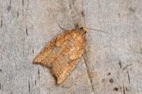 Acleris rhombana