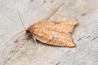 Acleris rhombana