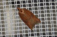 Acleris rhombana