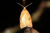 Acleris rhombana