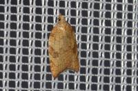 Acleris rhombana