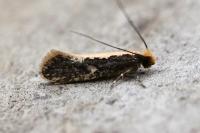 Monopis crocicapitella