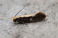 Monopis crocicapitella