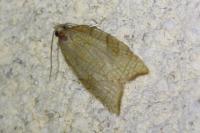 Acleris rhombana