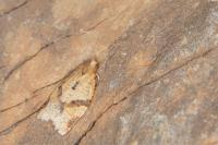 Clepsis consimilana