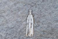 Dichomeris helianthemi